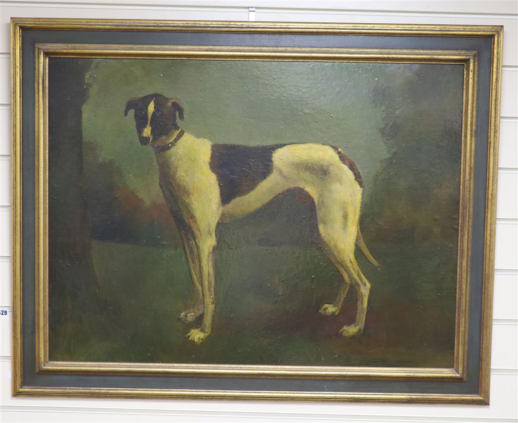 20th century English School, oil on board, Study of a greyhound, 60 x 80cm